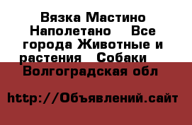 Вязка Мастино Наполетано  - Все города Животные и растения » Собаки   . Волгоградская обл.